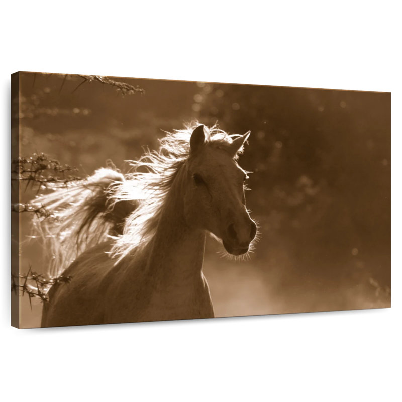 Cheval arabe sauvage Brampt, H 24 po x l 36 po