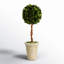 Thisbe 18.5'' Boxwood Topiary in Earthenware Pot