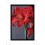 Amaryllis rouge, impression sur toile-32497853-72146117-72146104
