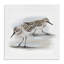Paire de bécasseaux sur une plage de sable - Petits oiseaux nautiques - Peinture-105255777-105255772
