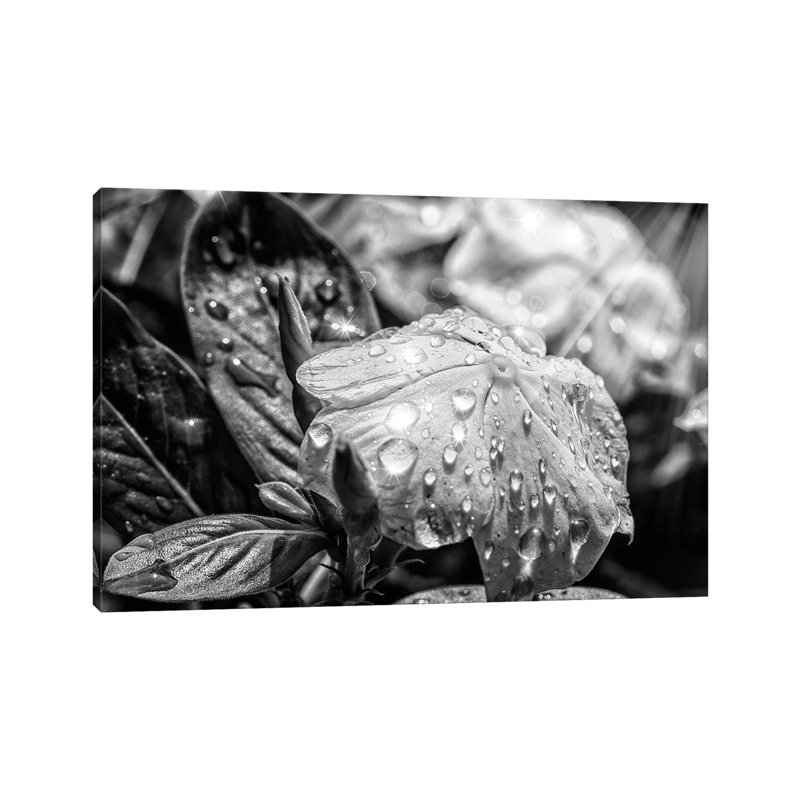 Black And White Flower by Glauco Meneghelli - Wrapped Canvas Print, 66.04 cm H x 45.72 cm W