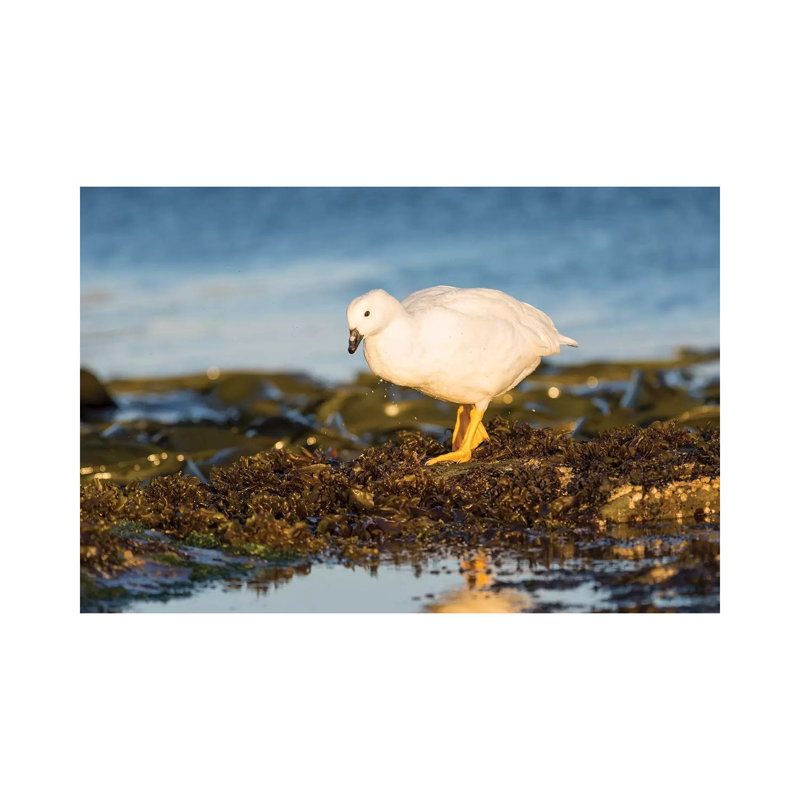 Kelp Goose, Gander In Tidal Area, Falkland Islands. by Martin Zwick - Wrapped Canvas Print, 20.32 cm H x 30.48 cm W