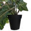 Faux lierre en pot
