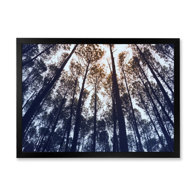 «Tall Old Trees in Pine Forest», Indonésie - Photographie sur toile