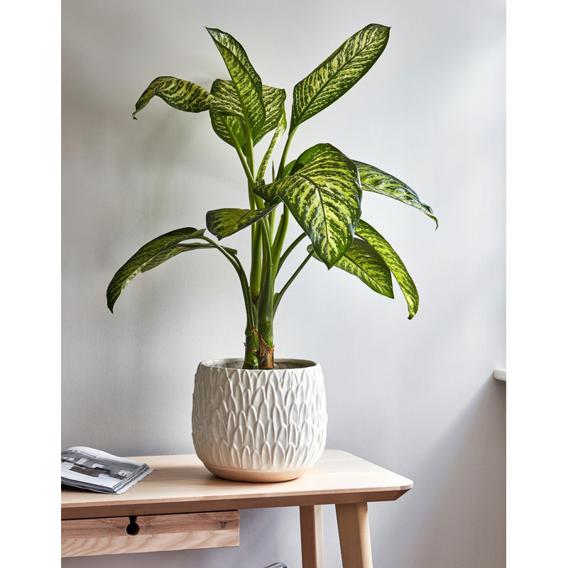  Arles Leaf Embossed Plant Pot, 16.5cm H x 18cm W x 18cm D, White