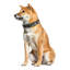 Laisse pour chien en cuir perlé Jabulani - Argent céleste-126205545