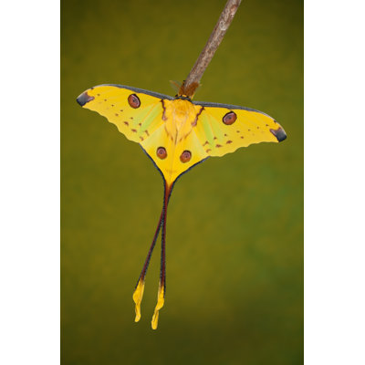 «Paxtonia Comet Moth» sur toile par Faunuslsd