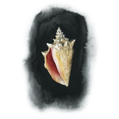 Conch On Black I - Painting