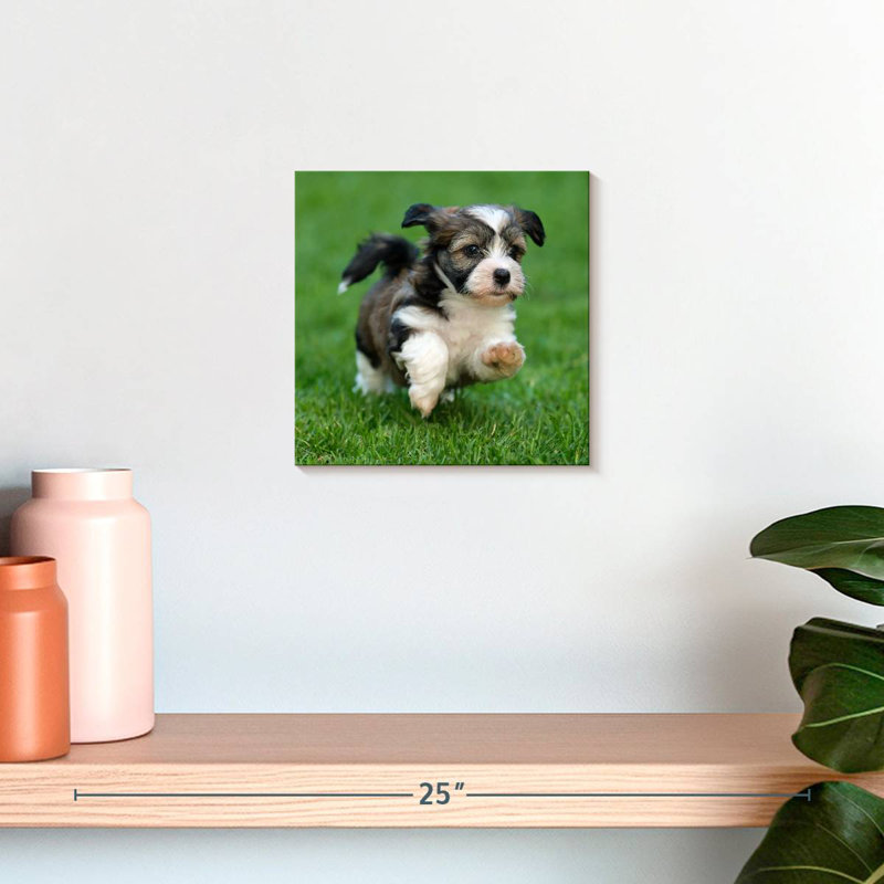 Crowle Havanese Puppy, H 10 po x l 10 po