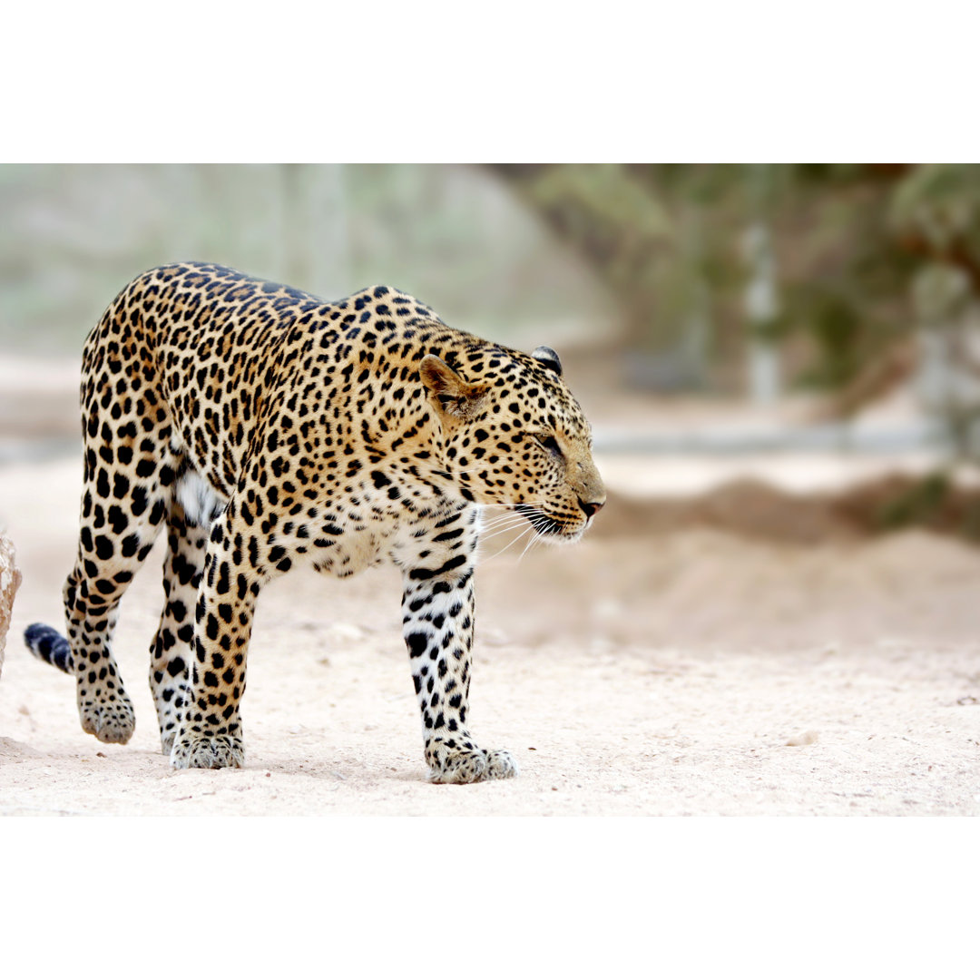 Leopard by Skynesher - Druck