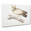 Coromandel Owl by John Edward Gray - Wrapped Canvas Painting-55314501