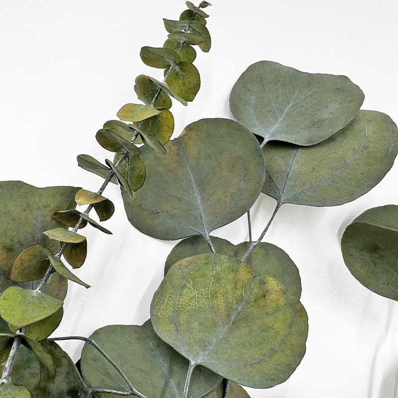 Véritables bouquets mélangés d'eucalyptus préservés - mélange de 12 - grand, H 14 po x l 4 po x P 8 po