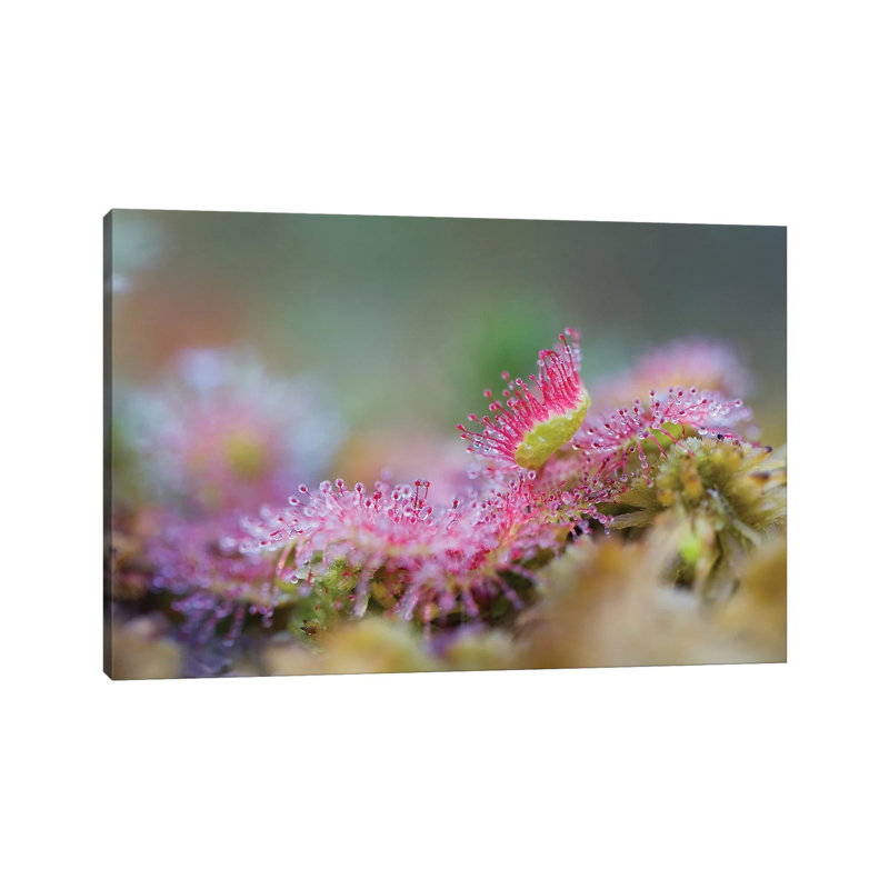 Sundew by Mateusz Piesiak - Wrapped Canvas Print, 20.32 cm H x 30.48 cm W