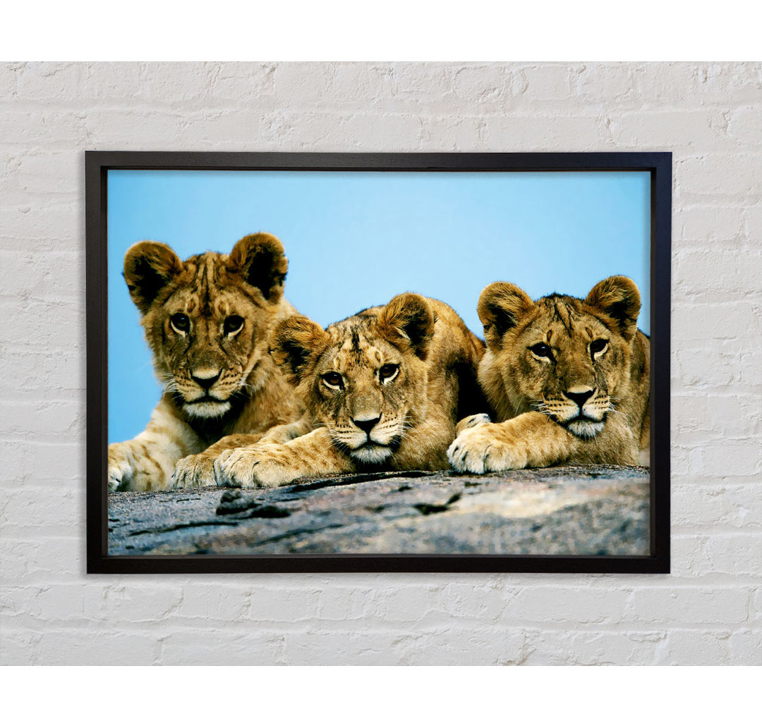 Lion Cub Trio - Einzelbildrahmen Kunstdrucke auf Leinwand