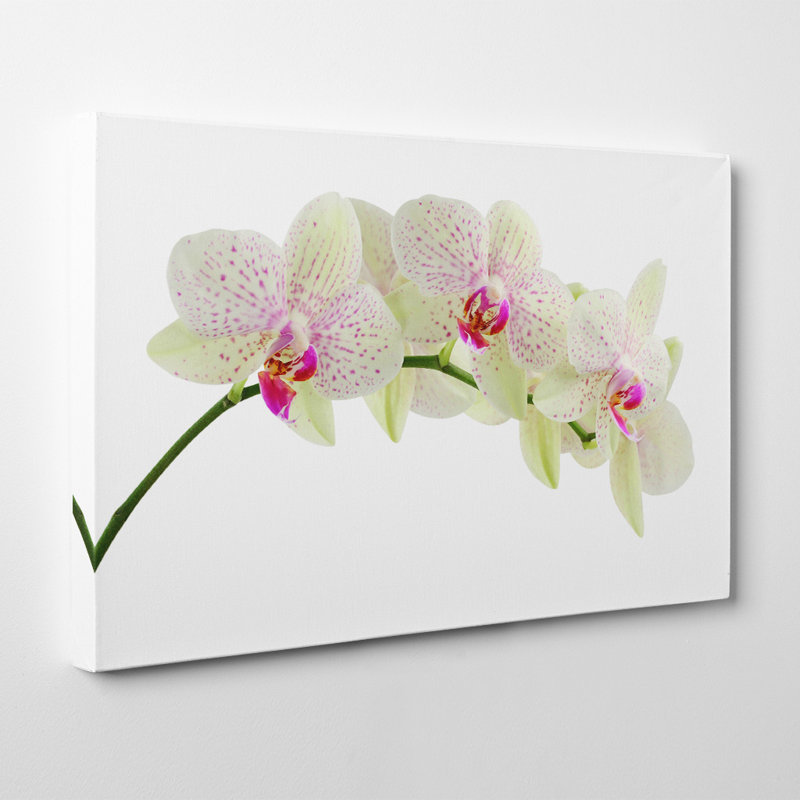 Flower White Orchid Photographic - Wrapped Canvas, 40cm H x 60cm W