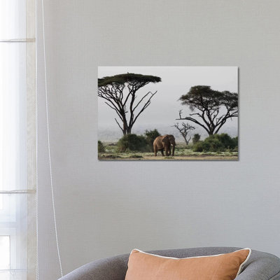 Africa, Kenya, Amboseli National Park. Elephant and Umbrella Thorn Acacia Trees 1 Piece Wrapped Canvas Wall Art