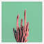 Sherbet Cactus 4 Framed Graphic Art