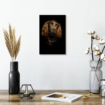 Somber Cocker Spaniel