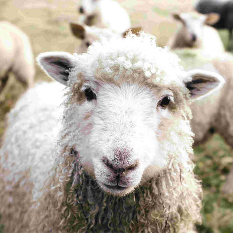 Curious Sheep - Photographie sur toile tendue, H 12 po x l 12 po
