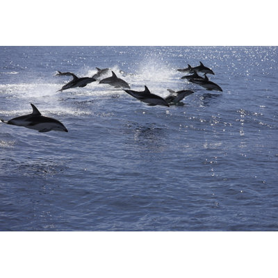 Pod of Jumping Dolphins by Alkalyne