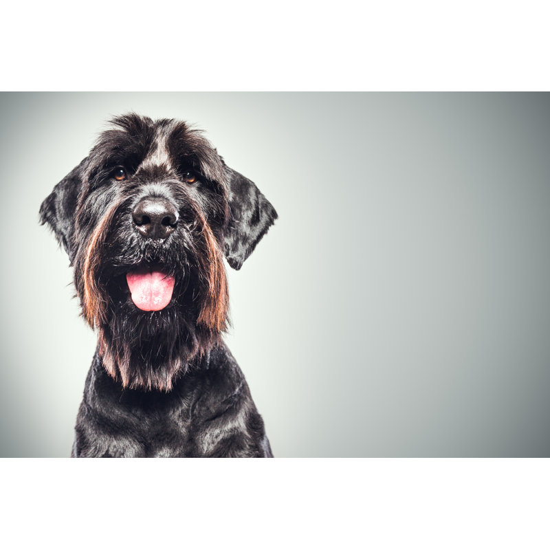 Giant Schnauzer Portrait - Wrapped Canvas Print, 61cm H x 91cm W x 3.8cm D