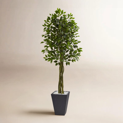 78" Ficus Tree in Planter