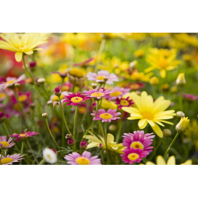 Colourful Daisies, Focus On Madeira Deep Rose Marguerite Daisy by Kali9 - No Frame Print on Canvas