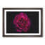 Fuscia Pink Carnation - Picture Frame Graphic Art Print-56713593-56713596