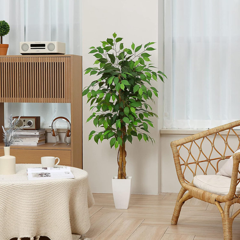 Ficus en pot 48 po