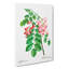 Robinier Rose Flowers by Pierre-Joseph Redoute - Wrapped Canvas Print-55324174