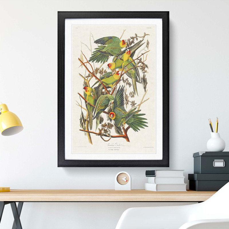 Carolina Parrots by John Audubon - Framed Print, 65cm H x 48cm W x 2cm D, Black Framed