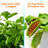 SereneLife 24 Watt Herbs