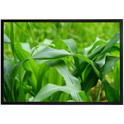 Christoval Green Leaves Corn Fields As Background - Single Picture Frame Print