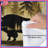 Bison In Forest Scene Comforter-135987073-135987084