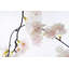 Vaporisateurs de fleurs cerises-218926023