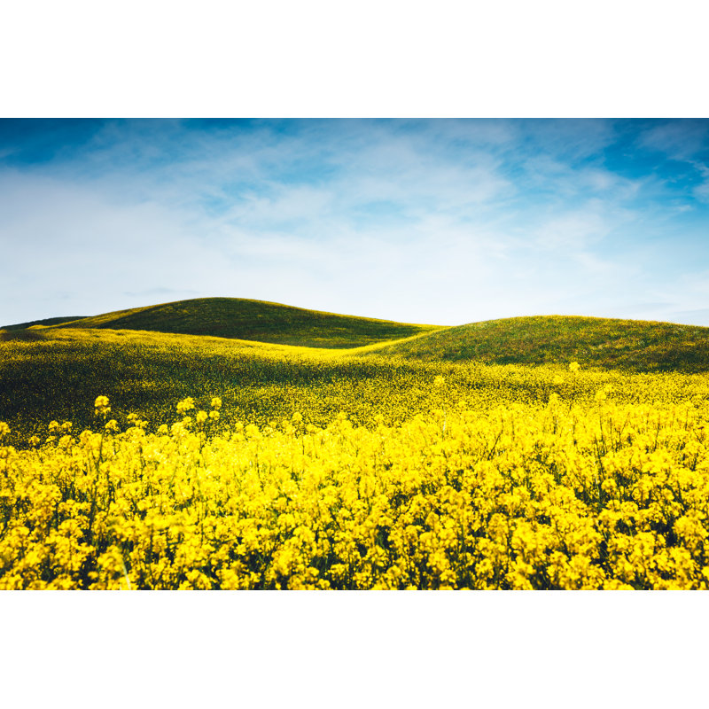 Yellow Tuscany Field by Borchee - Wrapped Canvas Print, 61cm H x 91cm W x 3.8cm D