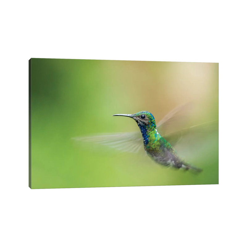 Costa Rica, Sarapiqui River Valley. Male White-Necked Jacobin Flying. by Jaynes Gallery - Wrapped Canvas Print