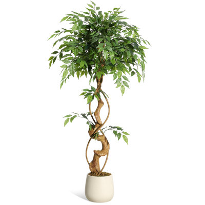 Plant