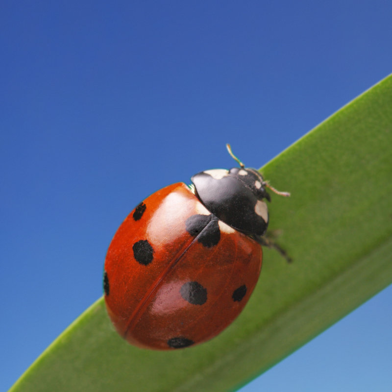 Romarin Lady Bird by Chepko - Wrapped Canvas Print, 76cm H x 76cm W x 3.8cm D