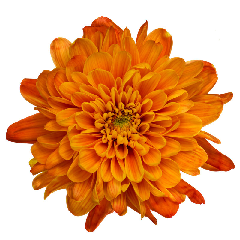 " Marigold Flower " by Taratata, 12" H x 12" W  