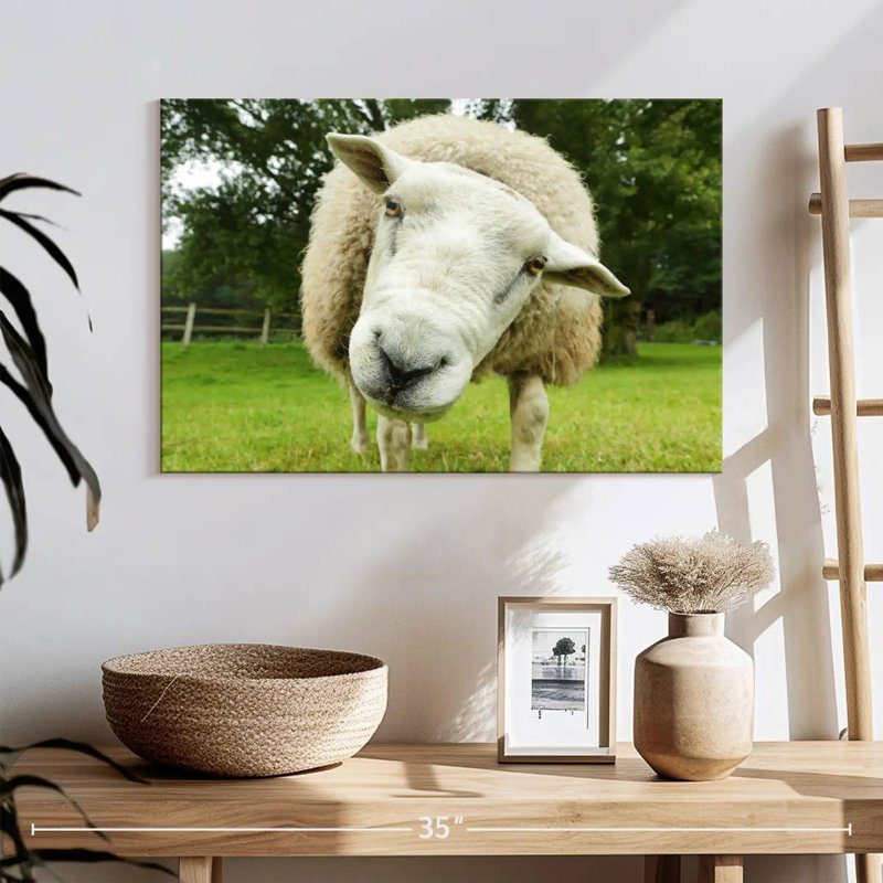 Brampt Nosy Sheep, H 8 po x l 12 po