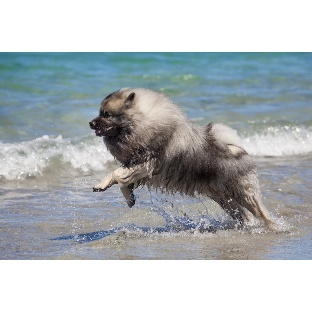 Keeshond läuft am Strand - Leinwandbild