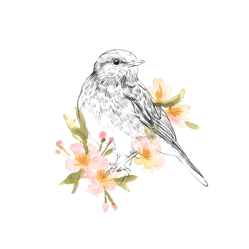 Robin Sketch I by Emma Scarvey - Wrapped Canvas Painting, 76cm H x 76cm W