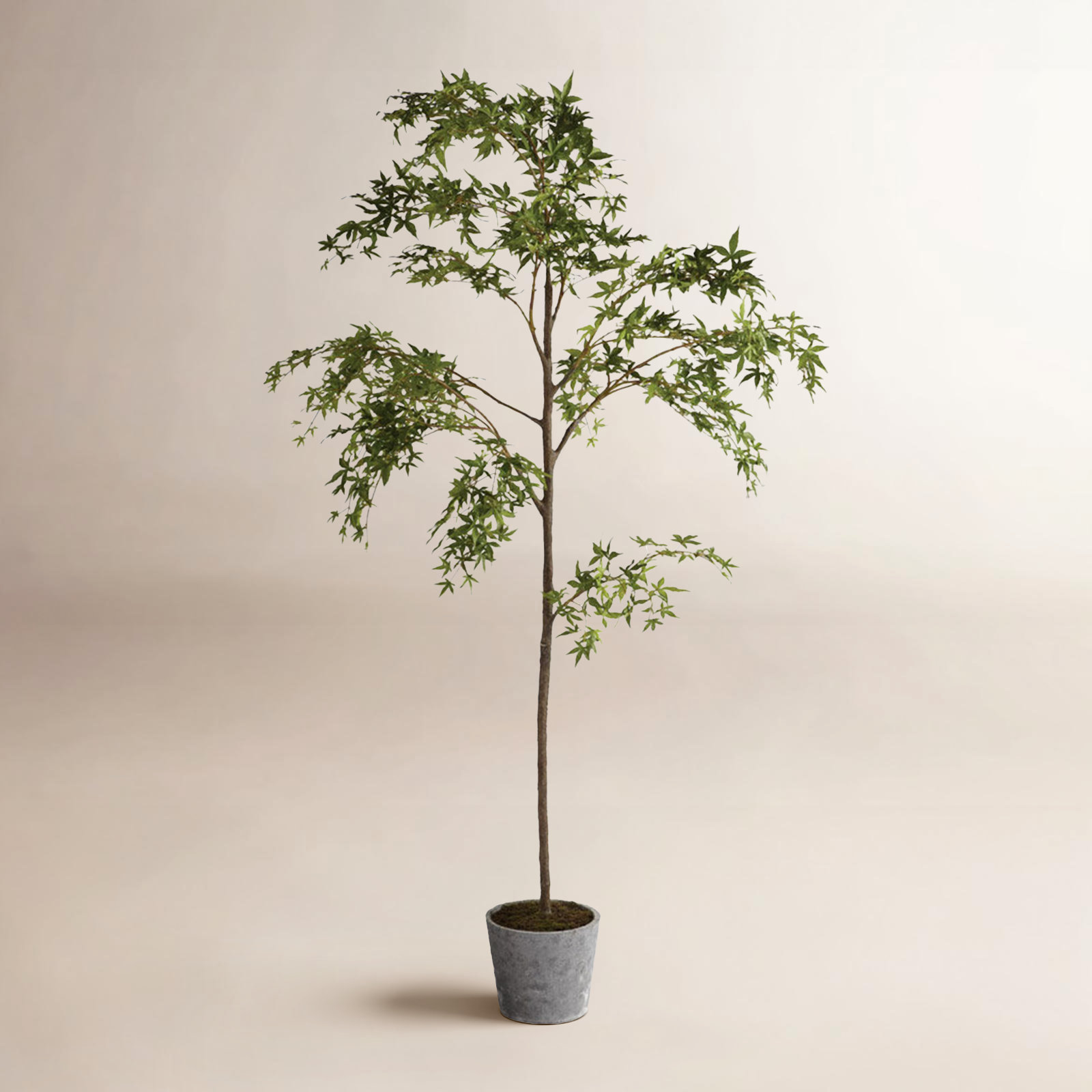 84" Maple Tree in Pot