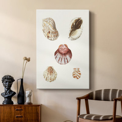 Pastel Knorr Shells V -Custom Wrapped Gallery Cavas