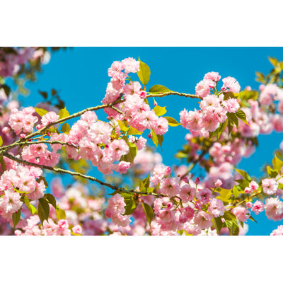 Apple Tree In Bloom - Wrapped Canvas Print