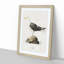 Great Black-Backed Gull by Von Wright - Picture Frame Painting Print-55735443-55735452