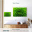 Chrysanthème vert-108732535