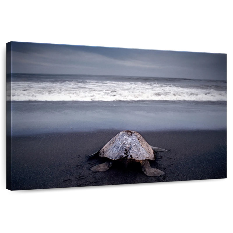 Brampt Ridley Sea Turtle, 8" H x 12" W