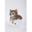 Figurine de chaton Teacup Tabby-20582133